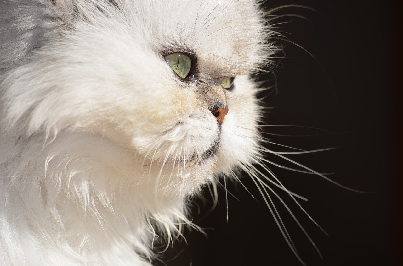 cat, fluffy, persian cat