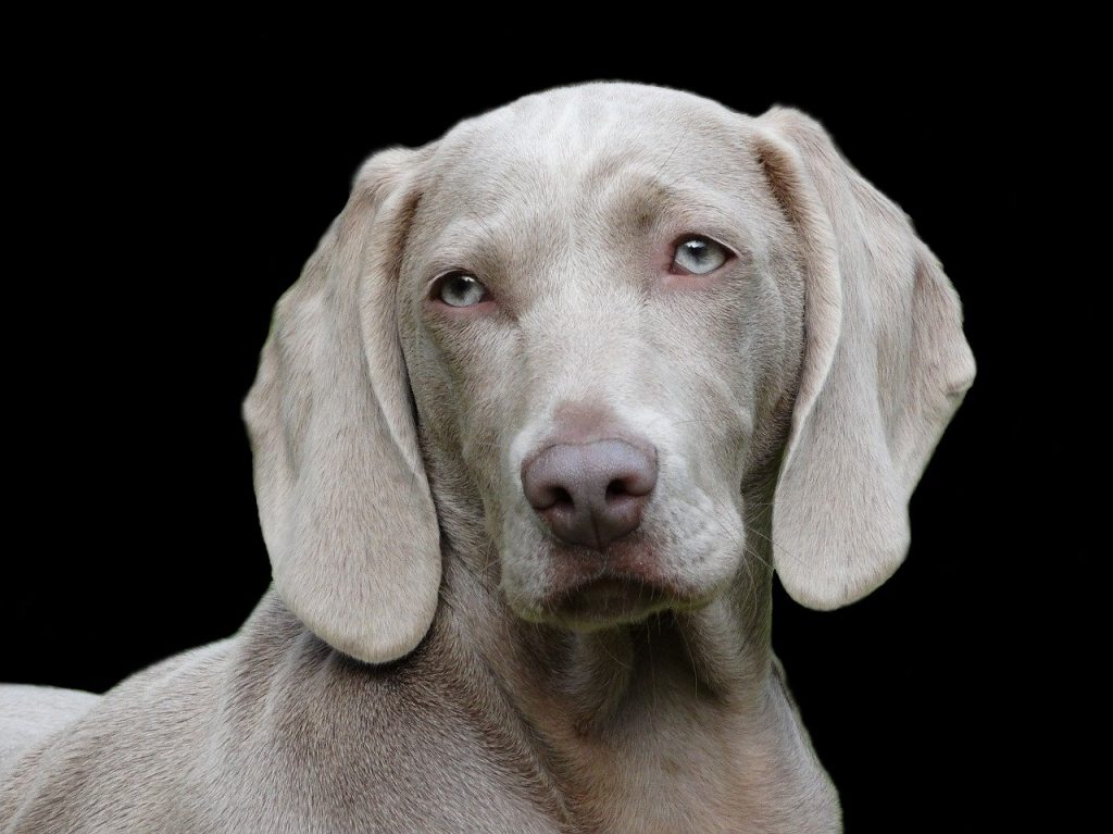 dog, weimaraner, pet