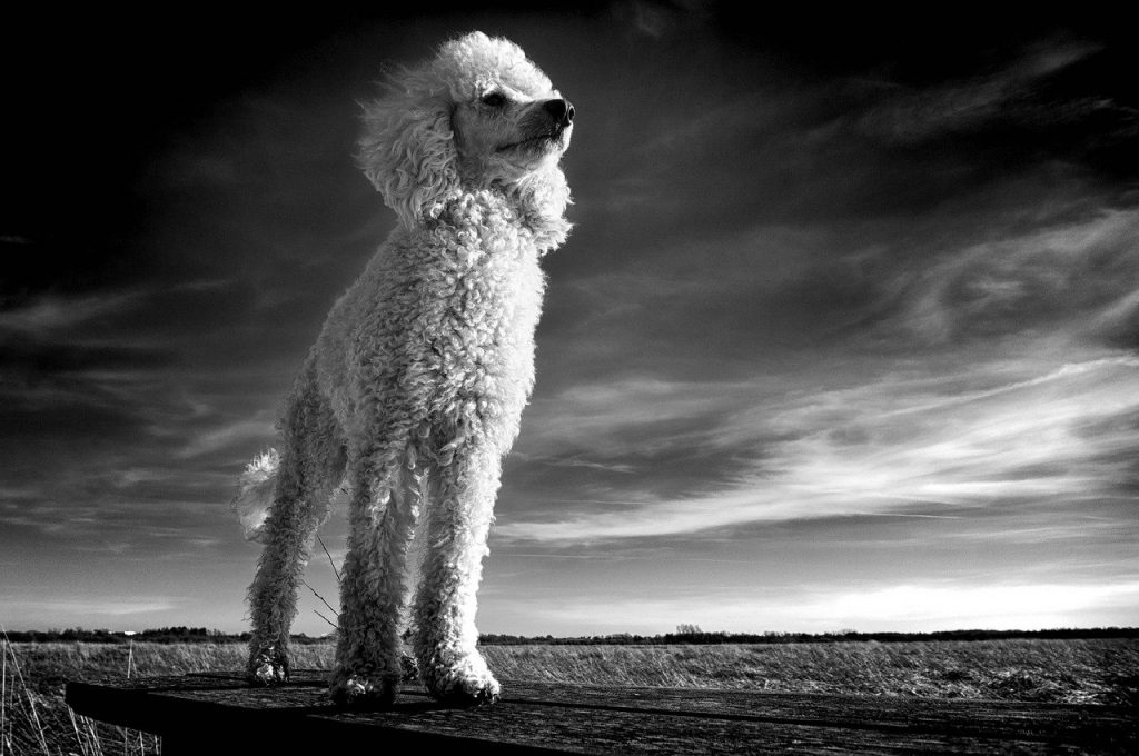 the poodle, white, dog