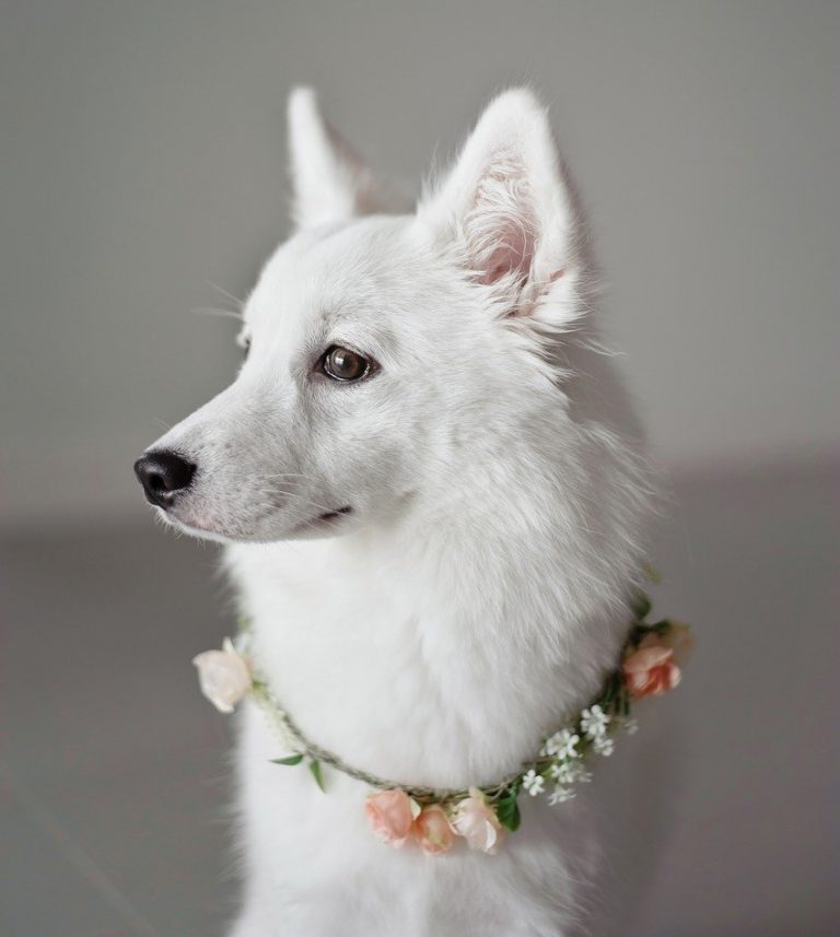 white, puppy, canine